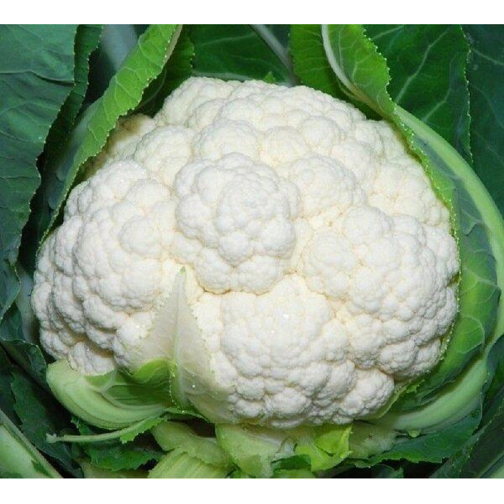 Капуста цвітна Снігова куля 0,5 г