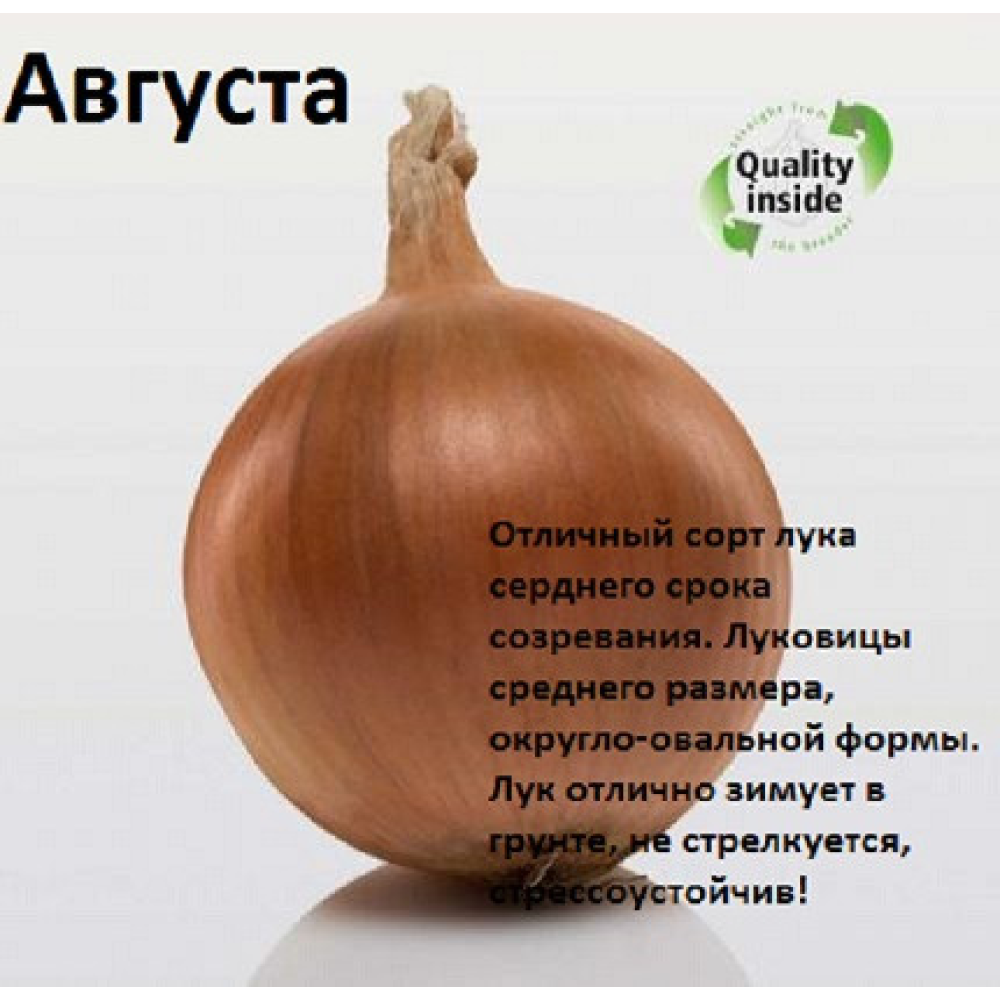 Озима цибуля сівок Августа (Augusta) 1кг, Голландія