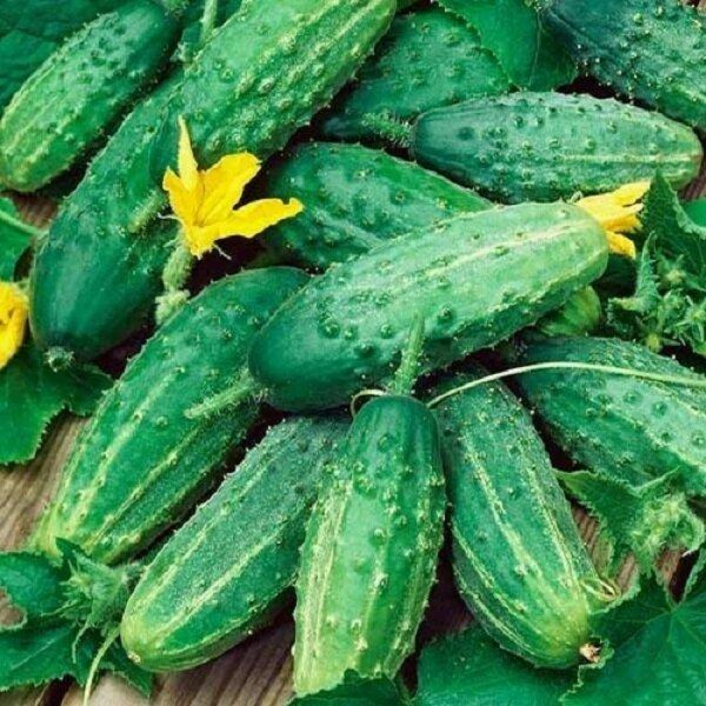 Огірок Сремський F1 15 шт