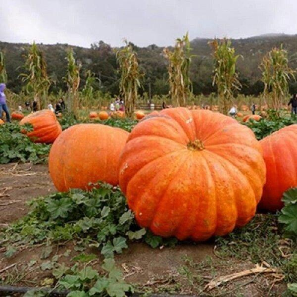 Гарбуз Стофунтовая 10 шт