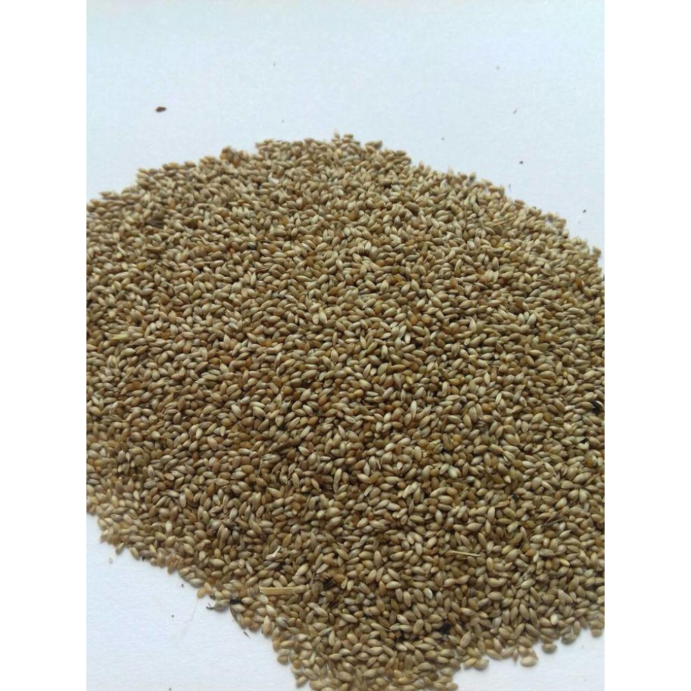 Насіння Тимофіївка лучна багаторічна, 1кг