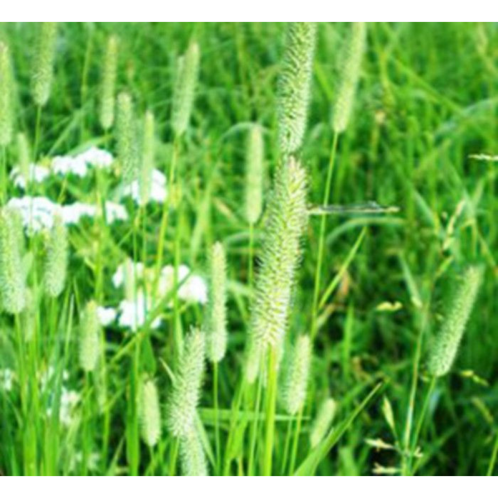 Насіння Тимофіївка лучна багаторічна, 1кг