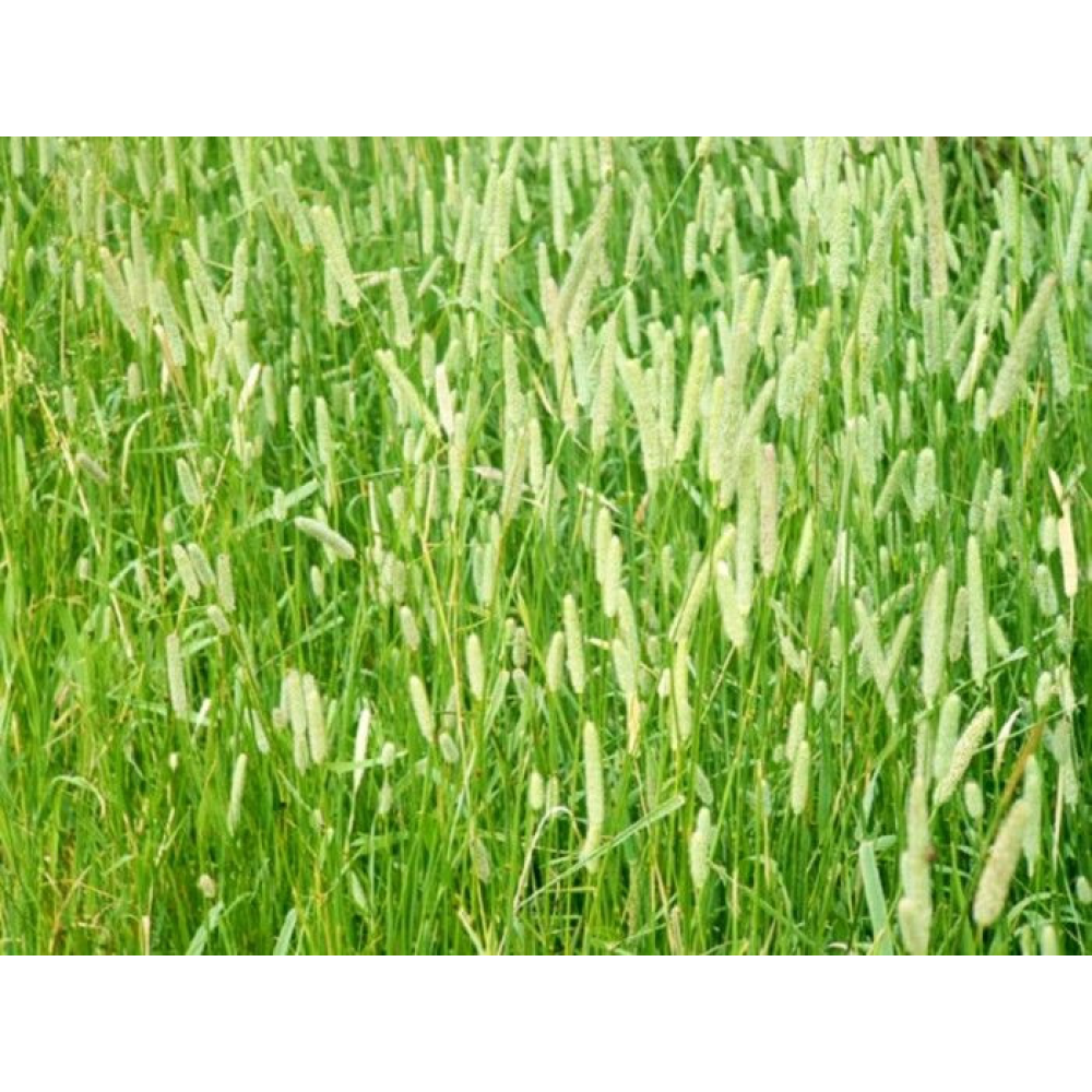 Насіння Тимофіївка лучна багаторічна, 1кг