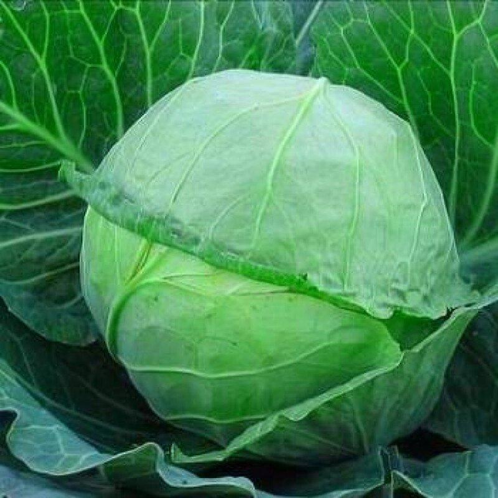 Капуста Українська осінь 1г