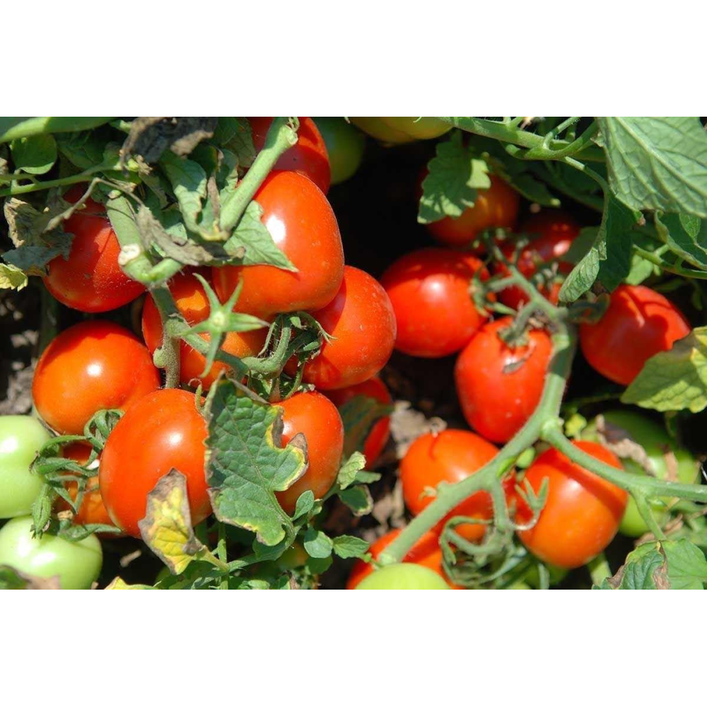 Насіння Томат Уно Россо F1 20 шт / United Genetics