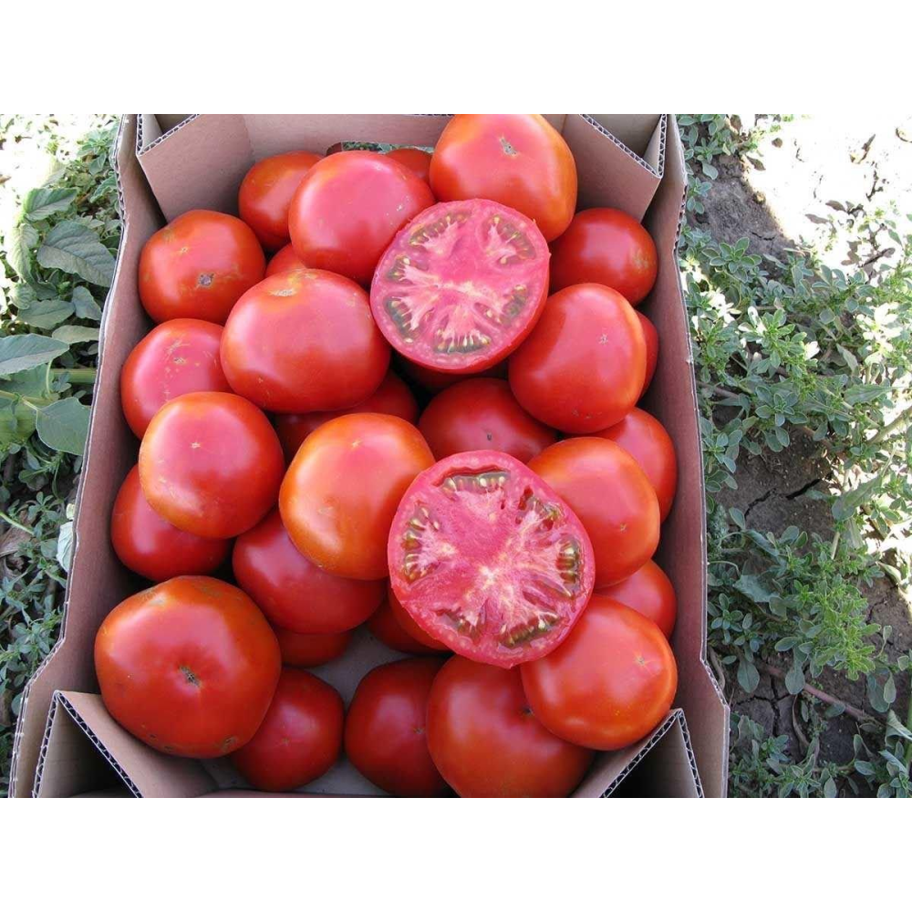 Насіння Томат Уракан F1 20 шт / United Genetics