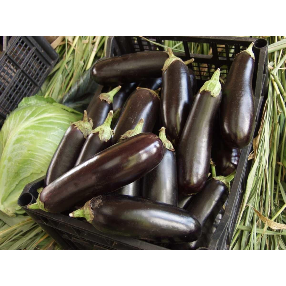 Баклажан Фарама F1 30шт /Tezier