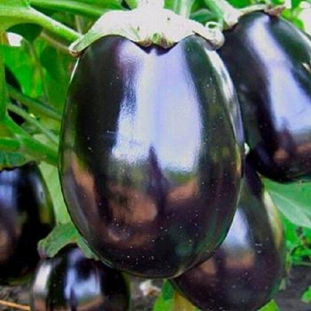 Баклажан Херсонський 0,5 г