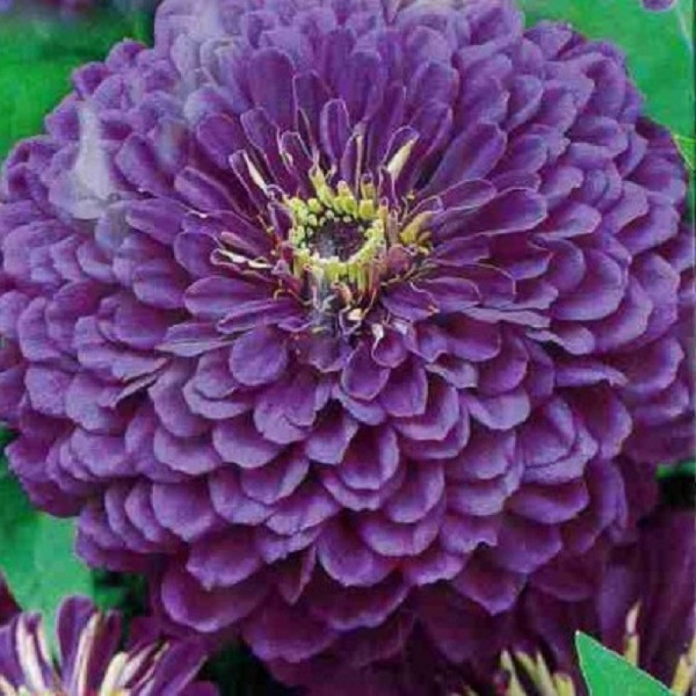 Цинія Лаванда 0.5 г