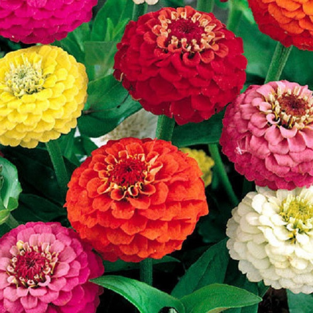 Цинія суміш Пумила 0.5 г