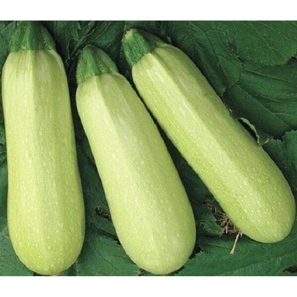 Кабачок Чаклун 20 шт