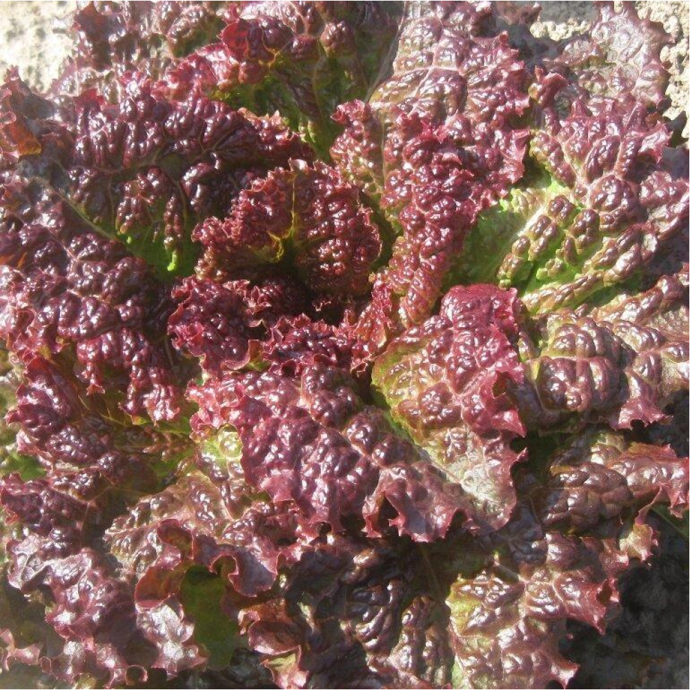 Салат Червоний змій 1г