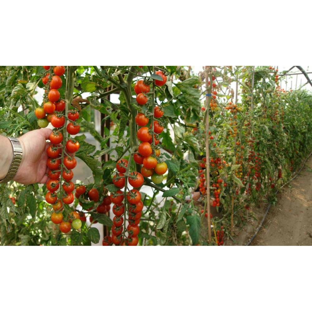 Насіння Помідор Черрі 0.1г