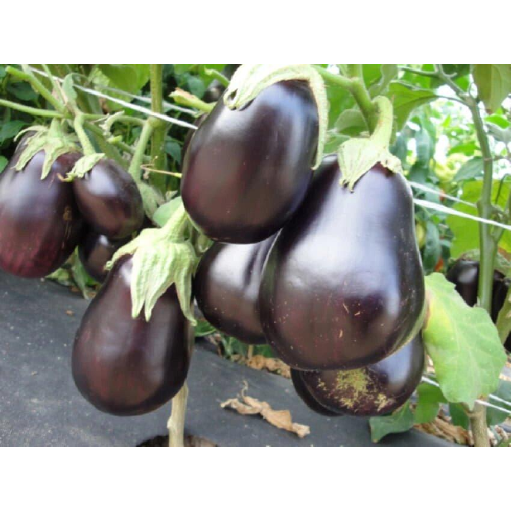 Баклажан Чорний красень 0,5 г