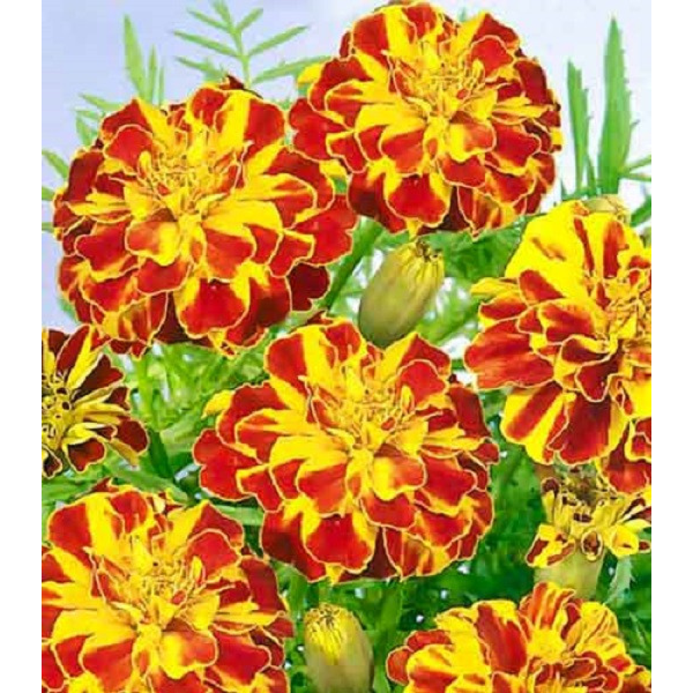 Чорнобривці Болеро