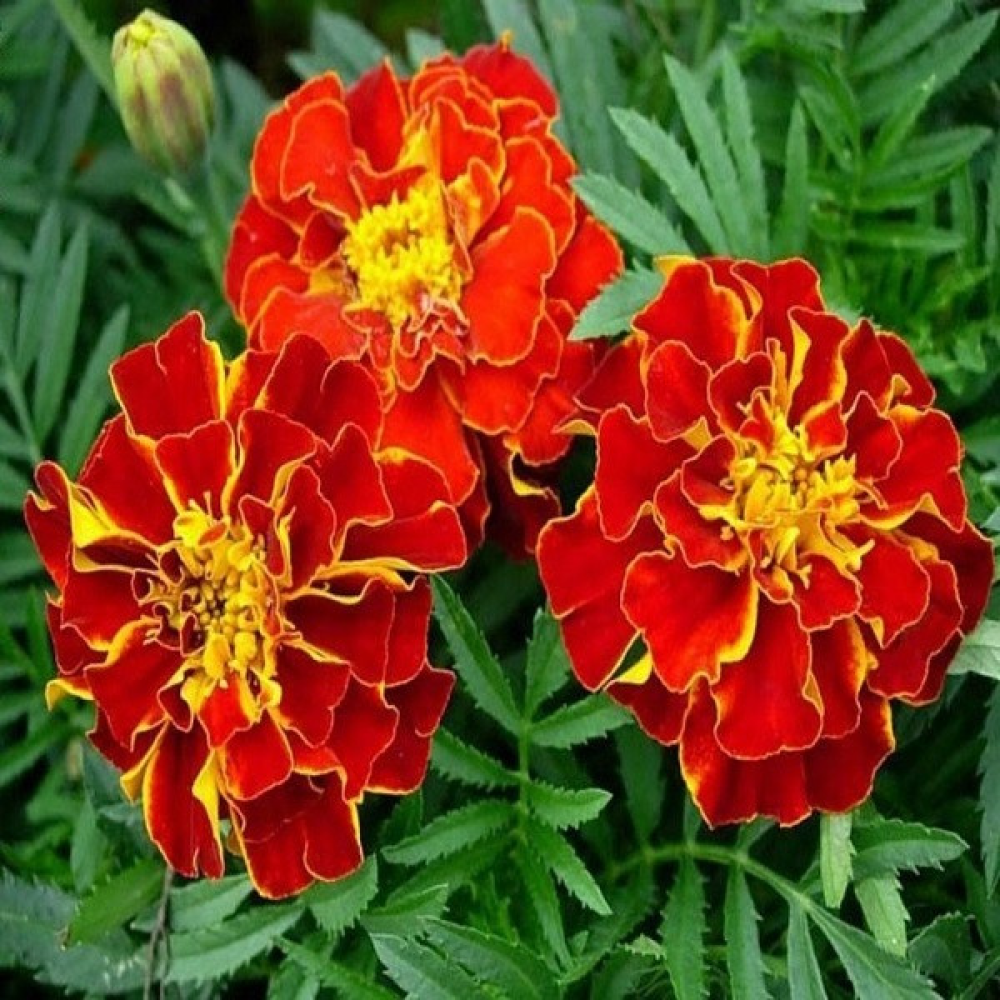 Чорнобривці Кармен 0.5 г