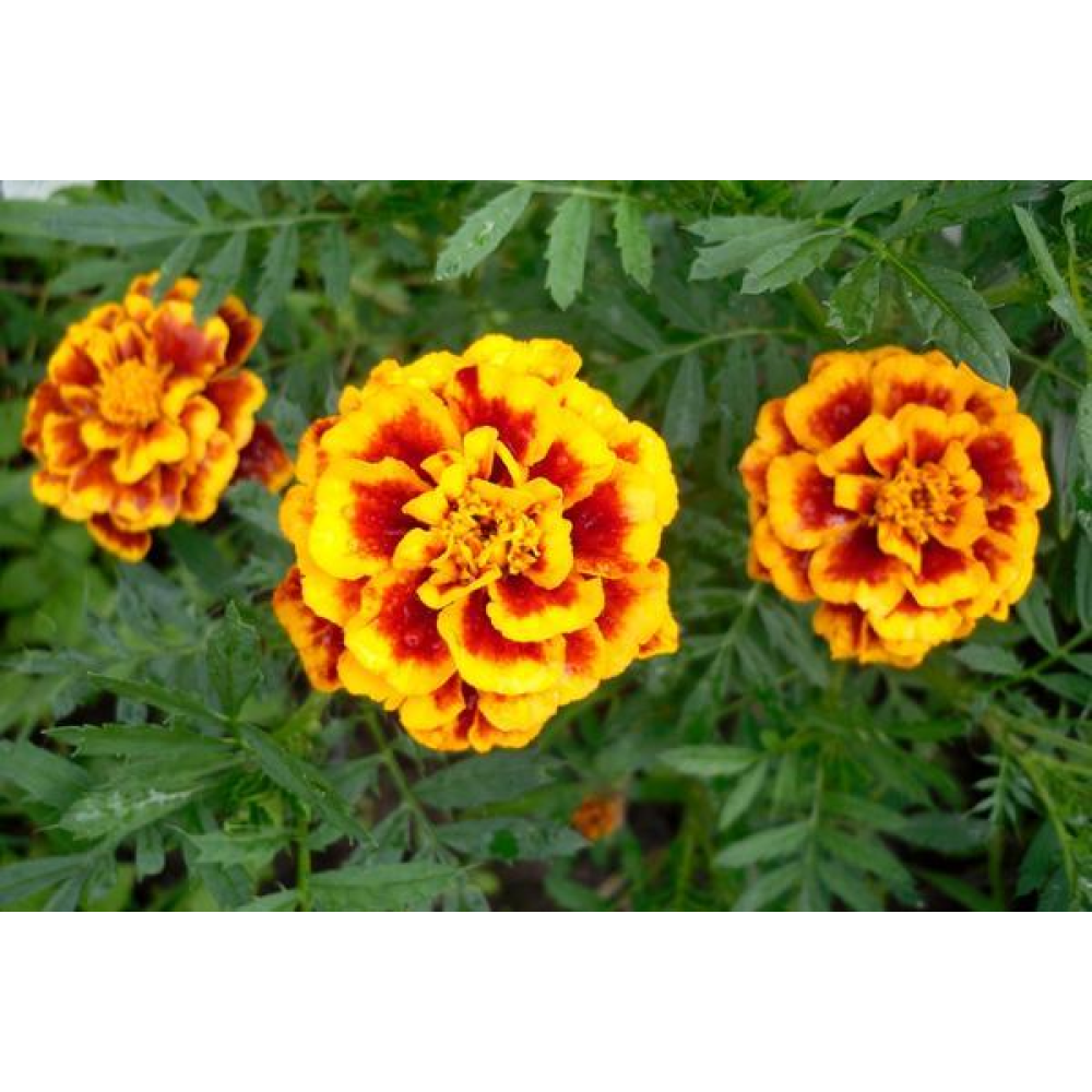 Чорнобривці суміш Петіт 0.5 г