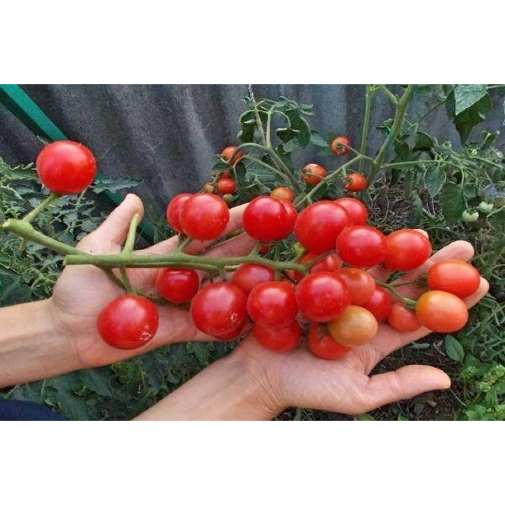 Томат Шалун 0.1г