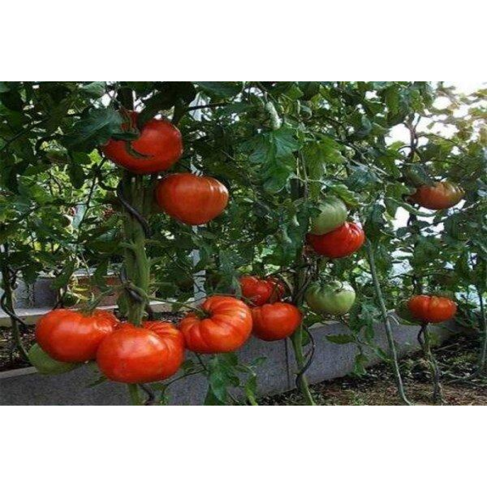 Томат Шапка Мономаха 0.1г