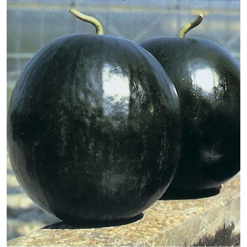 Кавун Шуга бебі 1г / United Genetics