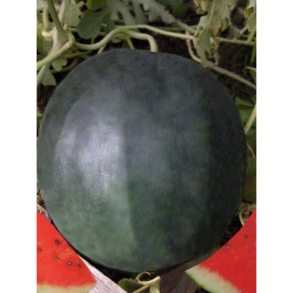 Кавун Шуга бебі 1г / United Genetics