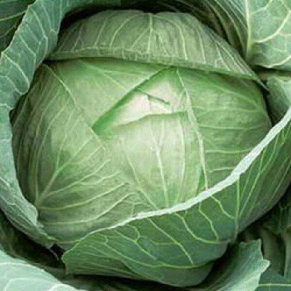 Капуста Яна 1г