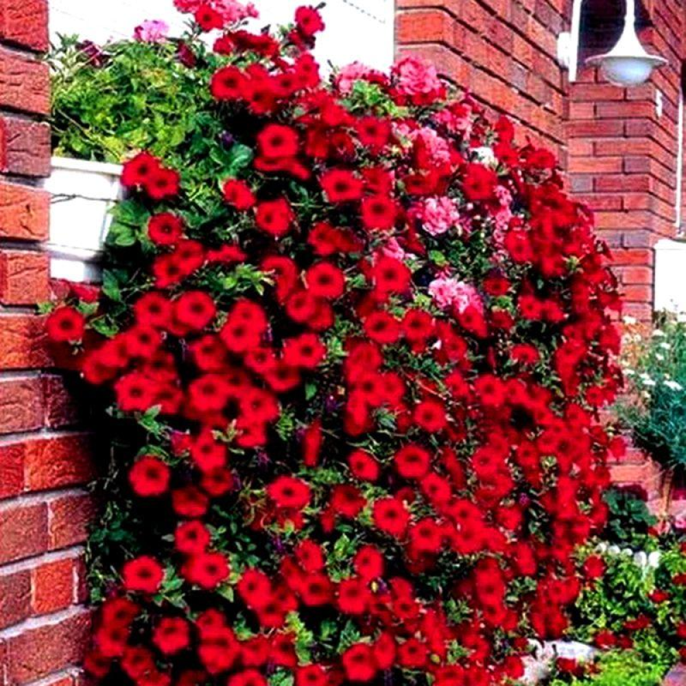 Петунія ампельна Лавина F1 червона 10шт