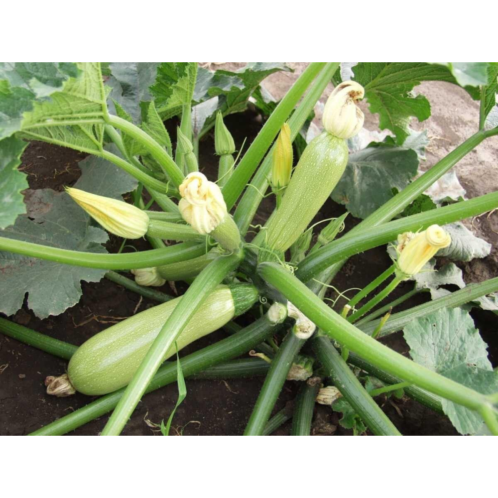 Кабачок Алія F1 /Clause