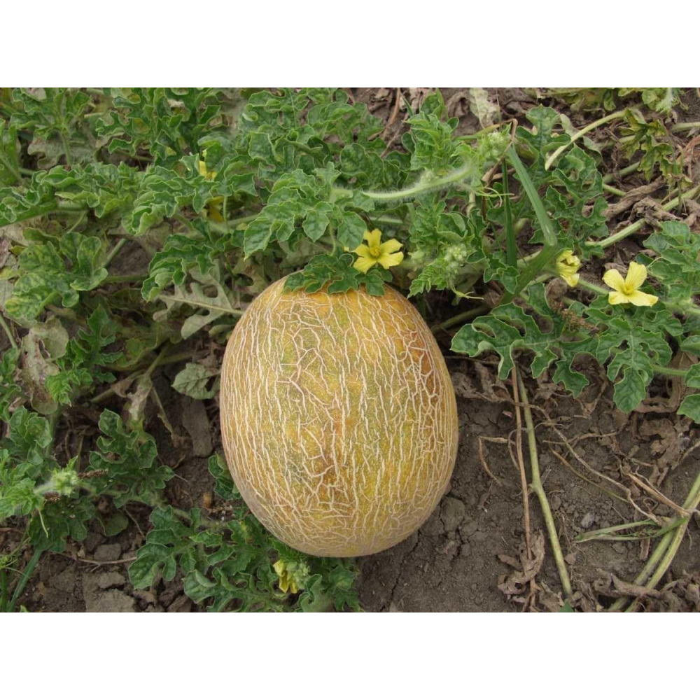 Диня Ананас 0,5 г / United Genetics