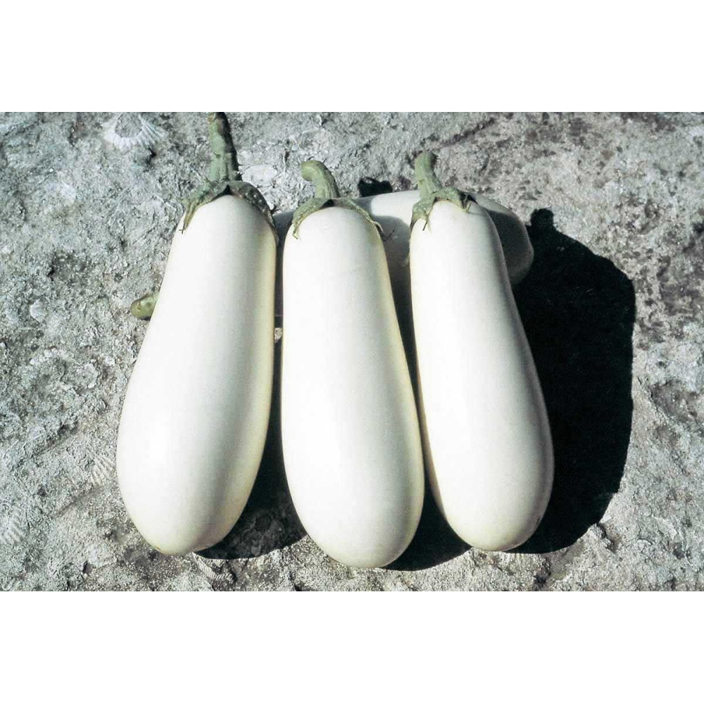 Баклажан Бібо F1 15 шт /Seminis