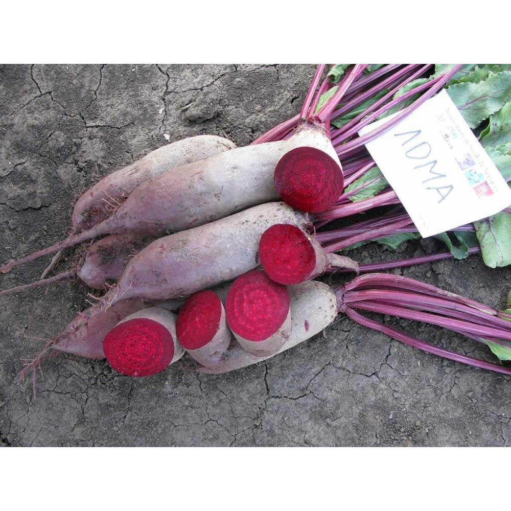 Буряк столова Брухту 200шт /Rijk Zvaan