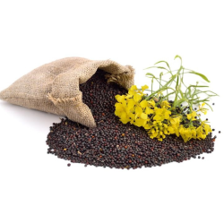 Семена Рапс озимий 1кг