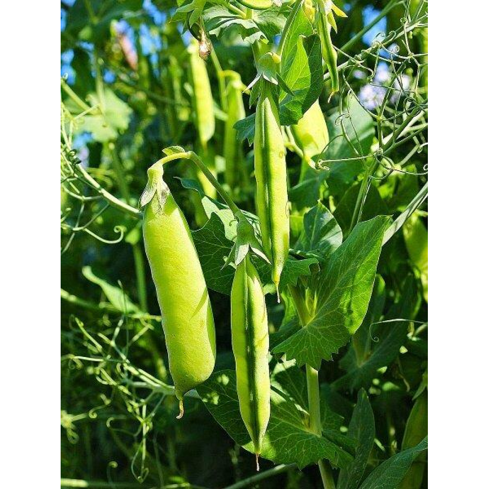 Горох Гардэ 20 г