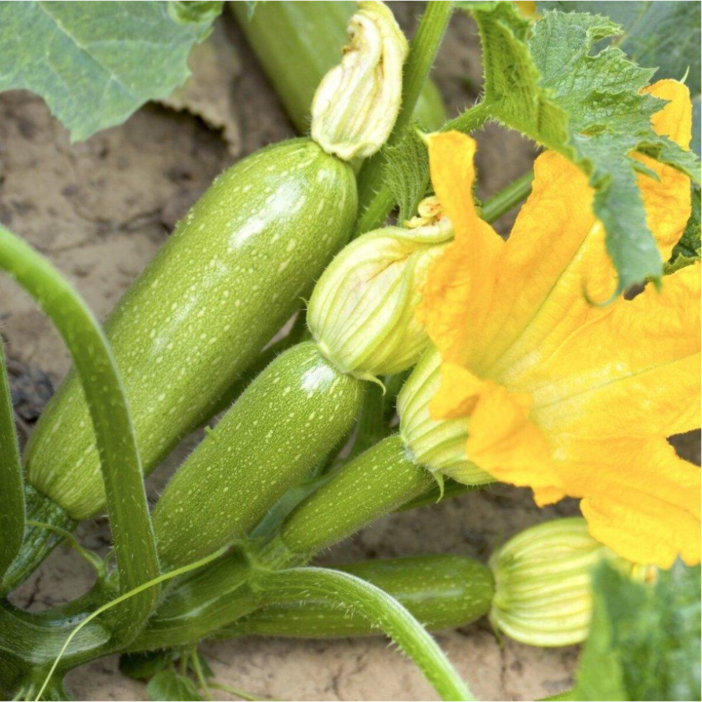 Кабачок Ардендо F1 5 шт / Enza Zaden