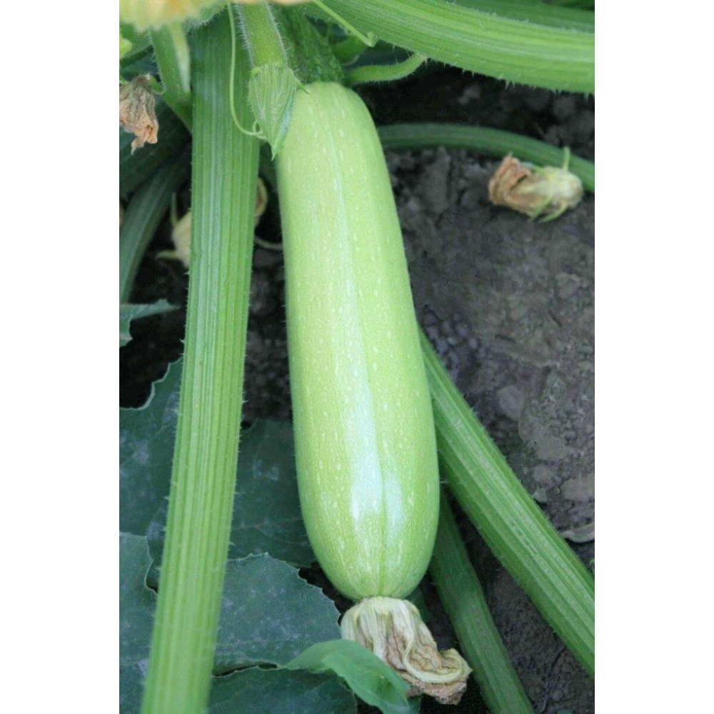 Кабачок Ардендо F1 5 шт / Enza Zaden