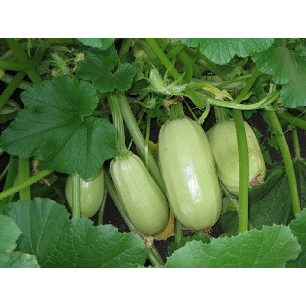 Кабачок Грибовський-37 20г