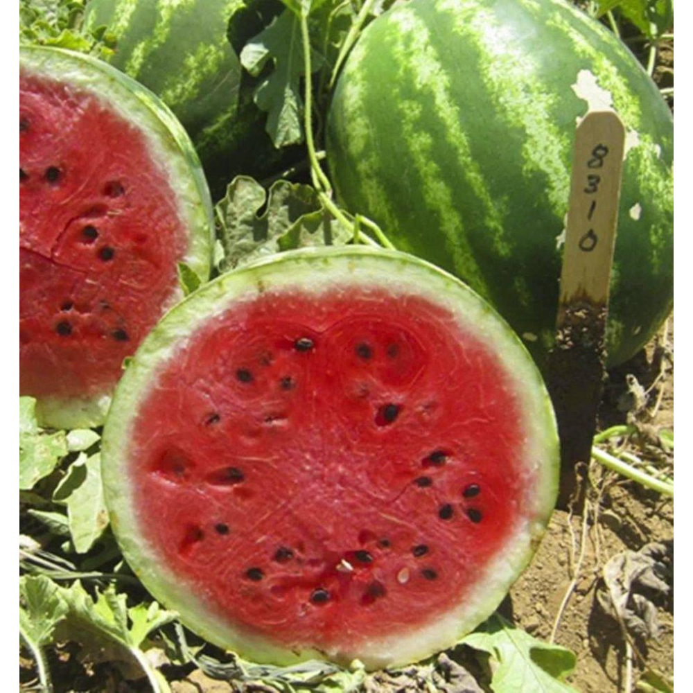 Кавун Топ Мара F1 8 шт / United Genetics