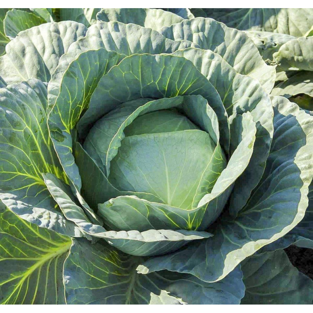 Насіння Капуста Адаптор F1 20 шт / Syngenta