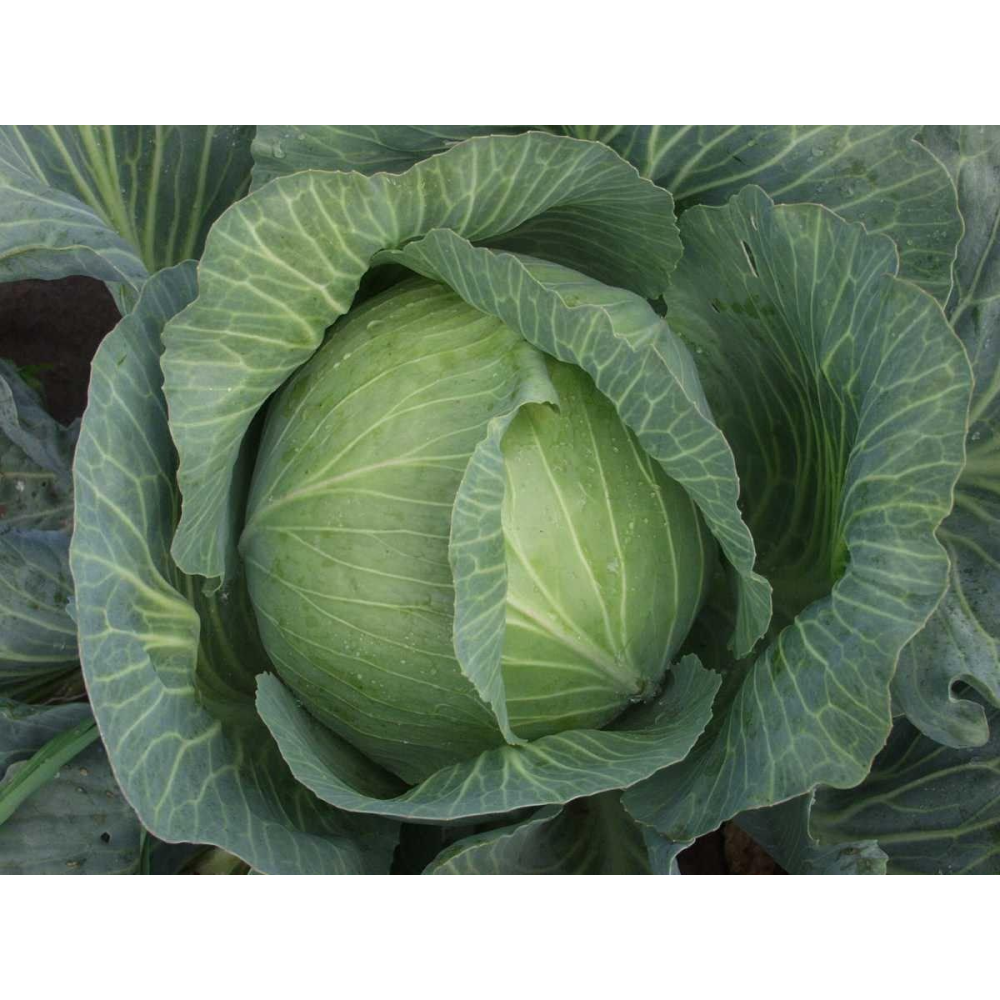 Насіння Капуста Амтрак F1 20 шт / Bejo Zaden