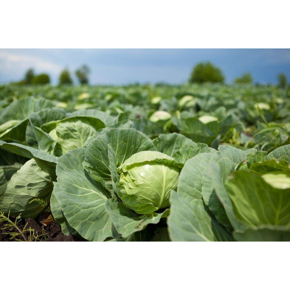 Капуста Кевін F1 20 шт / Syngenta