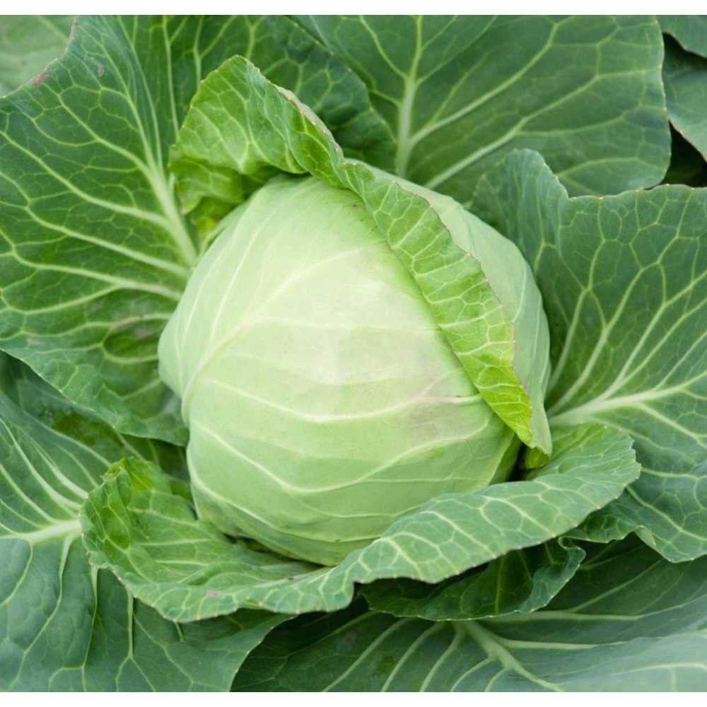 Капуста Кевін F1 20 шт / Syngenta