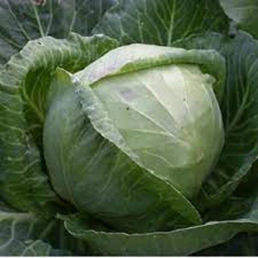 Насіння Капуста Ліка 1г