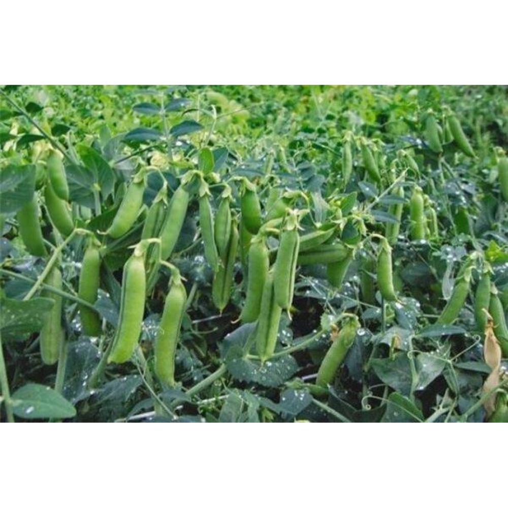 Горох Альфа 20 г