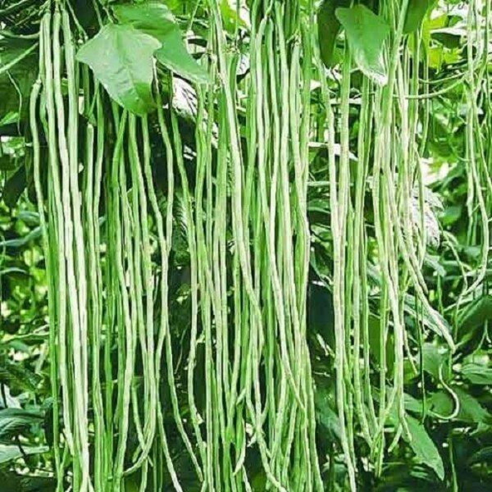 Квасоля Вігна Метро Браун 10 г