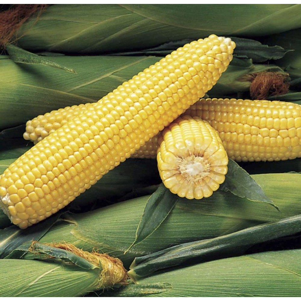 Кукурудза Джубили F1 20 шт / Syngenta