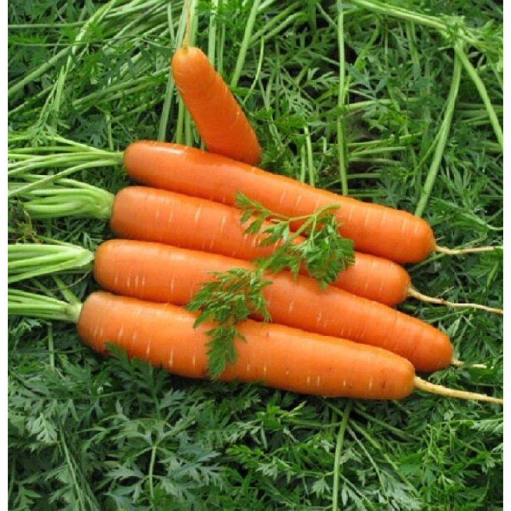 Морква Долянка 2г