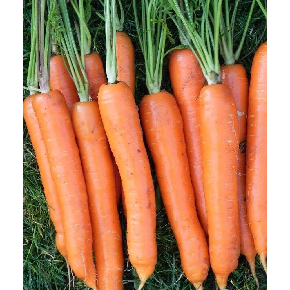 Морква Ласуня 2г