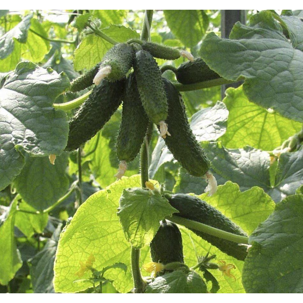 Насіння Огірок Амур F1 10 шт / Bejo Zaden