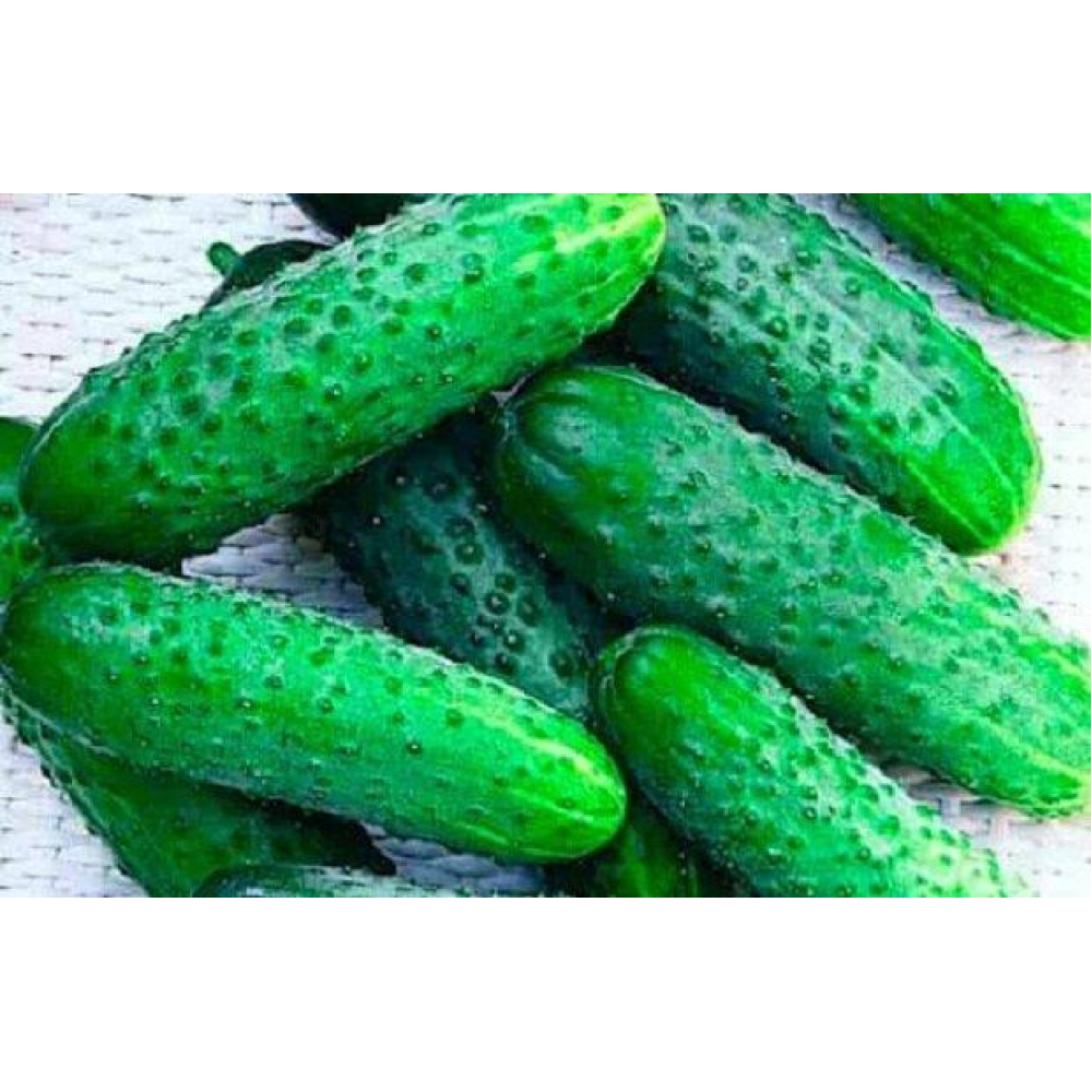 Насіння Огірок Конкурент 5г