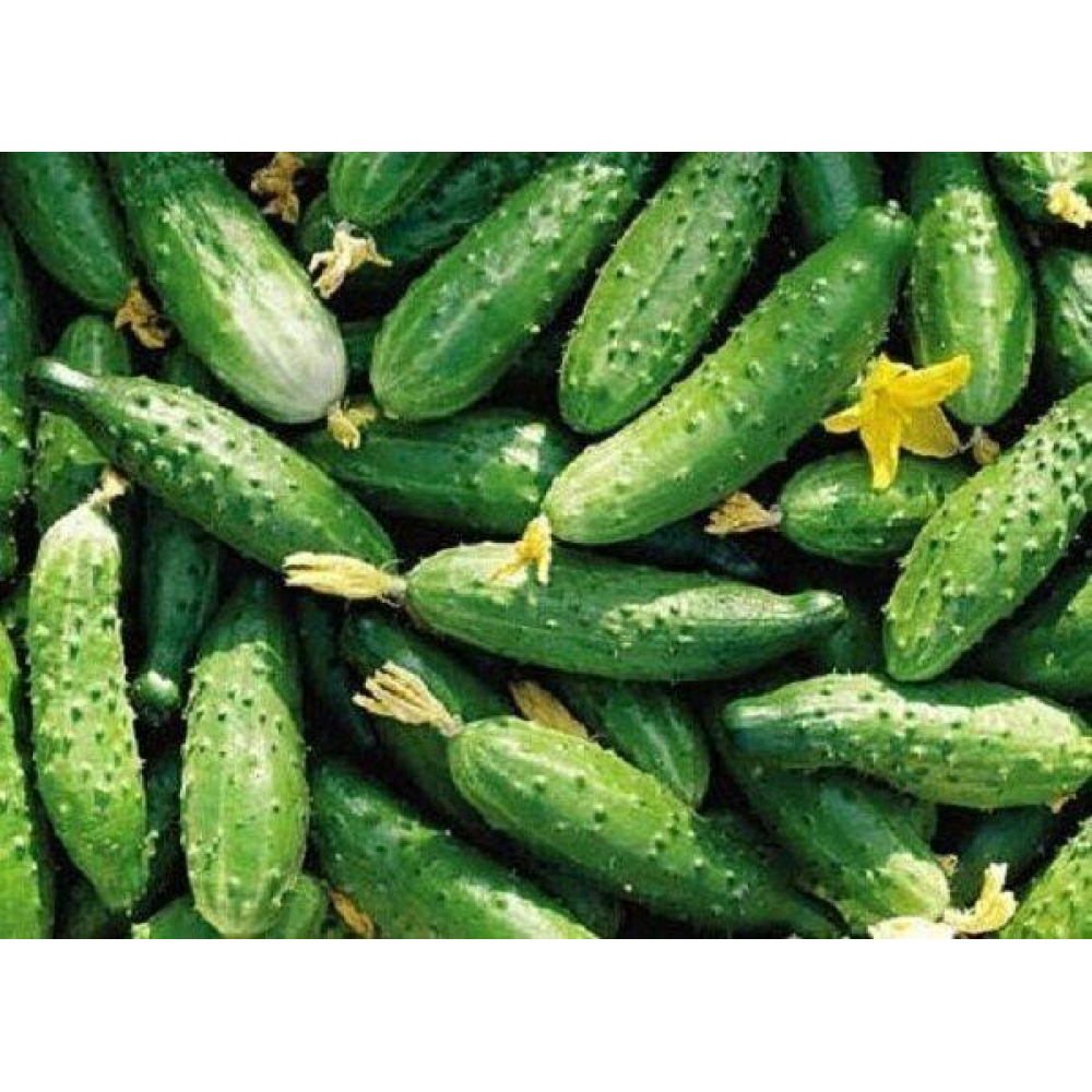 Огірок Конкурент 1г